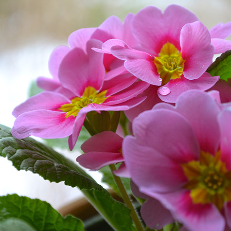 Tjuvstarta våren med primula - Vi i Villa