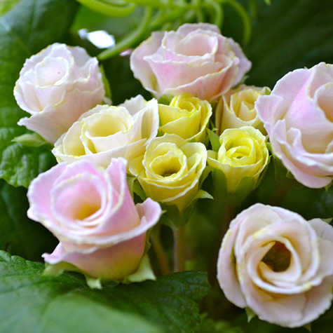 Tjuvstarta våren med primula - Vi i Villa