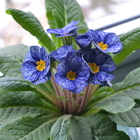 Tjuvstarta våren med primula - Vi i Villa