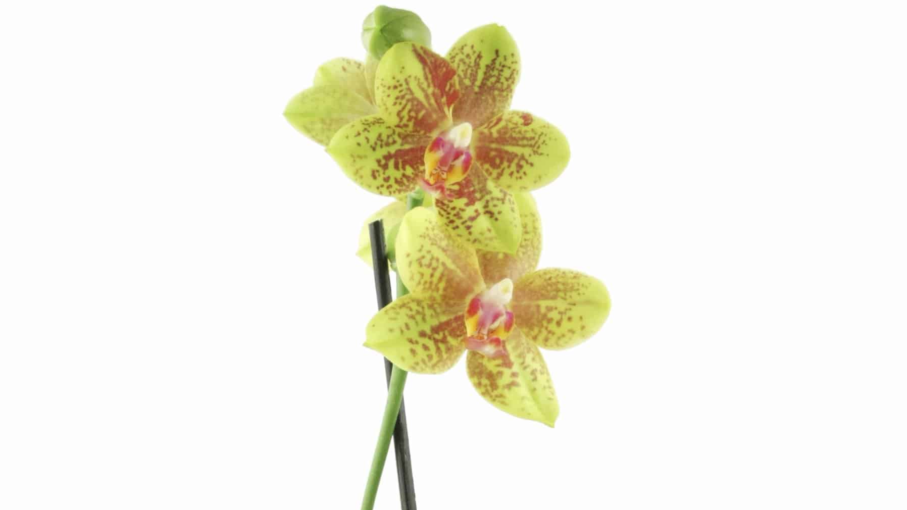 Blompinnen i orkidéer