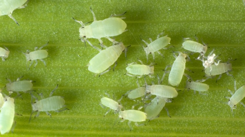 Bladlöss suger näringen ur växterna och kan orsaka svamp- och virussjukdomar. Om bladluskolonierna inte bekämpas dör växterna till slut  – så här slipper du dem!