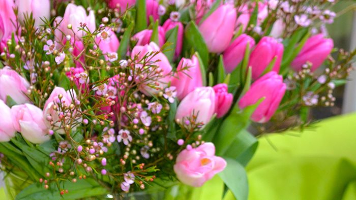 Ge dina växter längre liv. Här är skötselråden som verkligen funkar.