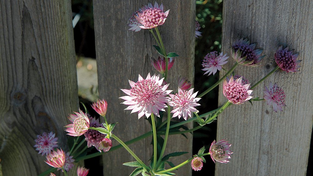 Söker du efter en tålig perenn till trädgården? Här är trädgårdsexperten Susanna Roséns tips på fem tåliga perenner som alla kan lyckas med.