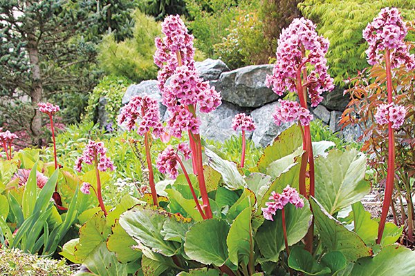 Bergenia
