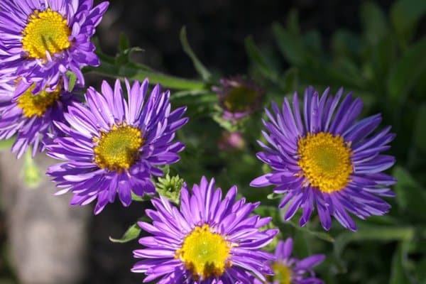Alpaster
Odla den fina alpastern i stenpartier och vid kanter. Alpaster är ganska tålig men trivs bäst i sol och väldränerad jord. Den blommar i maj-juli och förökar sig själv om den trivs.