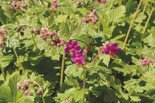 Flocknäva
Foto: Blomsterfrämjandet