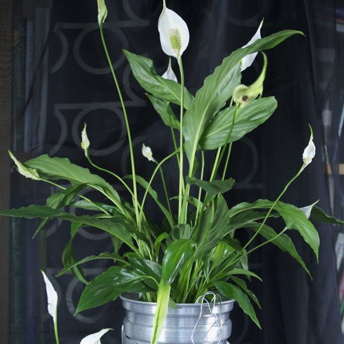 Växterna som gör dig frisk - Vi i Villa