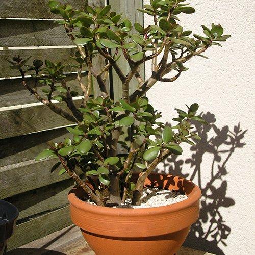 Växterna som gör dig frisk - Vi i Villa