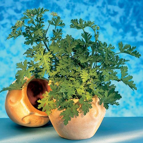 Växterna som gör dig frisk - Vi i Villa