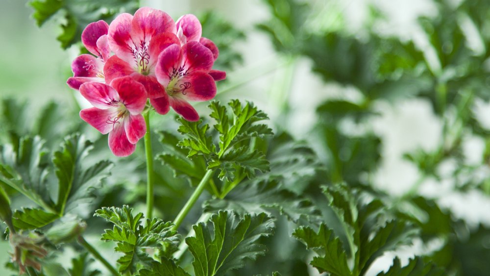 De trendiga doftpelargonerna tar över våra hem, men visste du att de kan göra mer nytta än att sprida väldoft? Till exempel bota torr hy och smaksätta efterrätter.