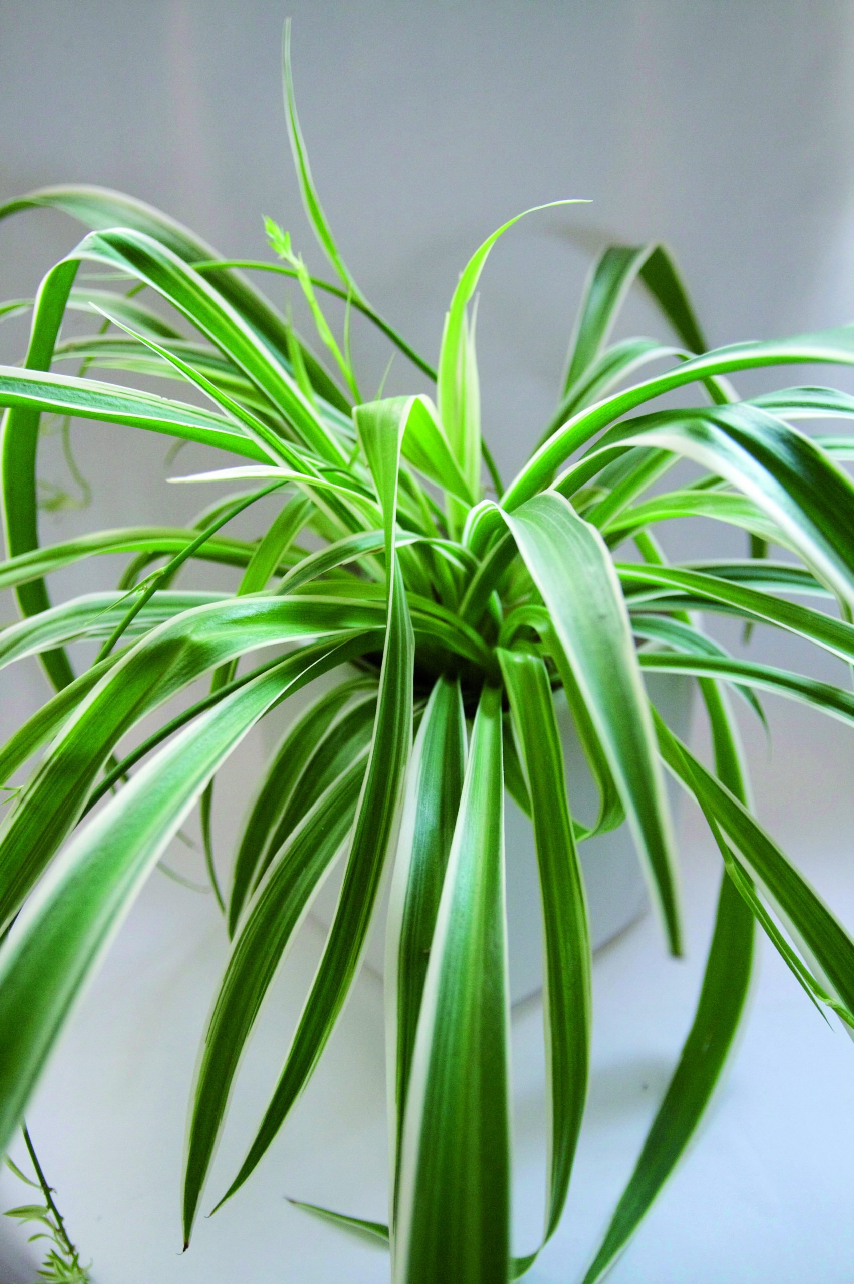 Växterna som gör dig frisk - Vi i Villa