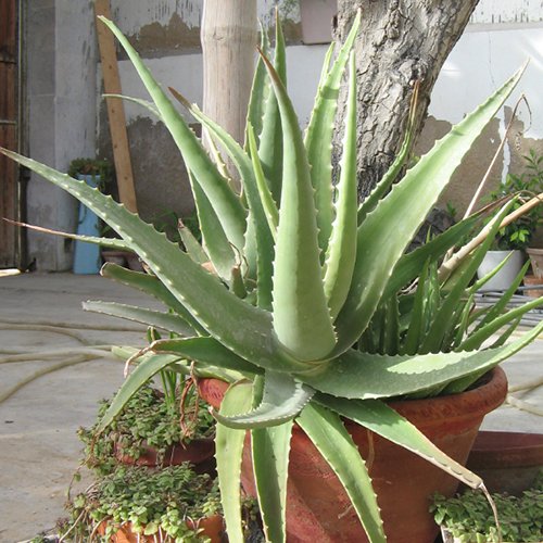 Växterna som gör dig frisk - Vi i Villa