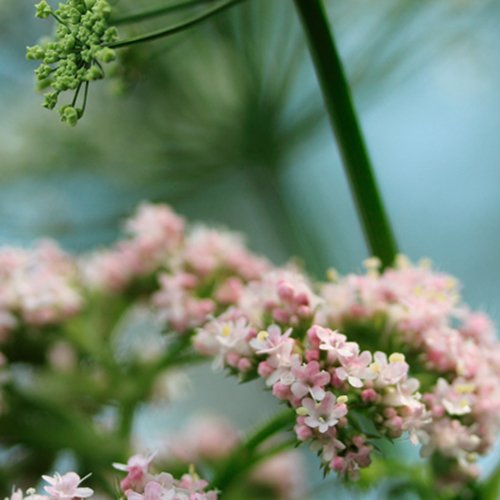 Växterna som gör dig frisk - Vi i Villa