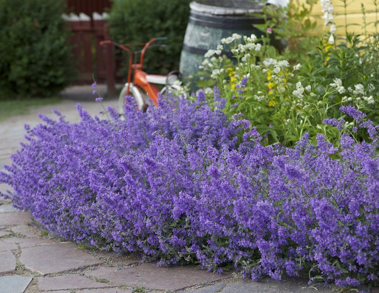 Silver och blått
Foto: Kantnepeta, Blomsterfrämjandet.