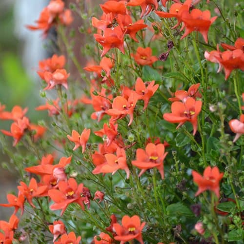 Foto: Blomsterfrämjandet