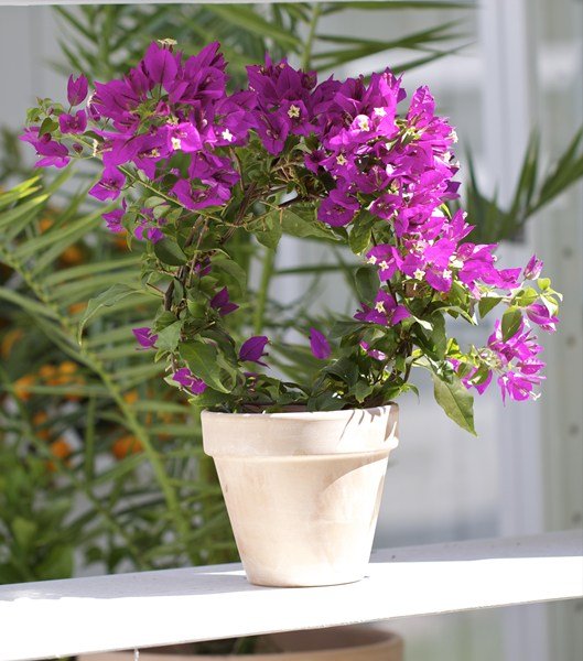 Krukväxter
Foto: Bouganvilla, Blomsterfrämjandet.