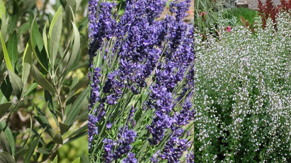 Vi i Villas trädgårdsexpert Susanna Rosén ger sina fyra bästa tips hur du får medelhavskänsla i pergolan.