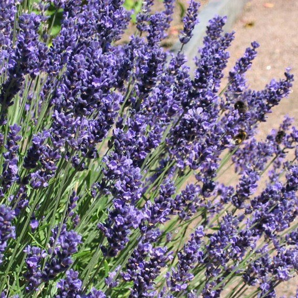 Lavendel
Foto: Lavendel, Blomsterfrämjandet.