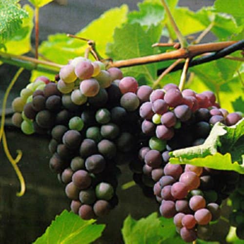 Vindruvor
Foto: Spulga, Blomsterfrämjandet.