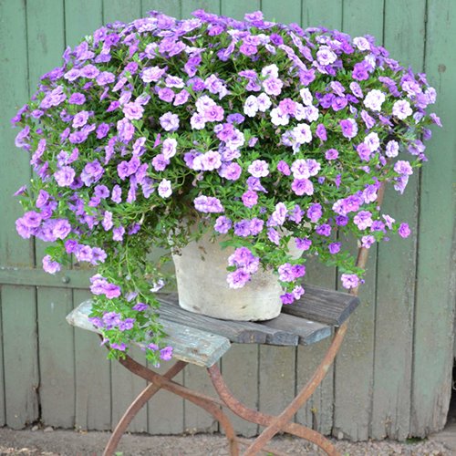 Foto: Blomsterfrämjandet