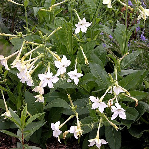 Foto: Carl E. Lewis, Wikimedia CC.