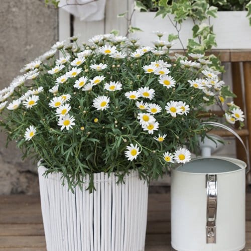 Foto: Blomsterfrämjandet