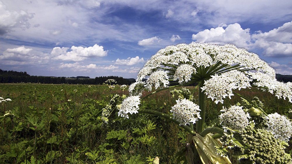 Björnloka är en vacker men förrädisk ört som växer längs med Sveriges diken och vägkanter. Om du rör vid växten finns risk för svåra brännskador.