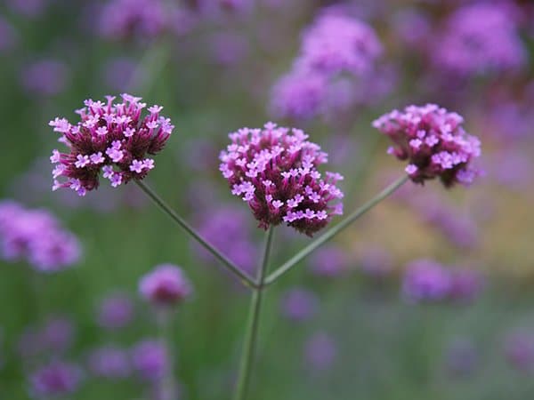 Ajania
Foto: Blomsterlandet.