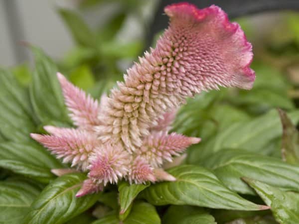 Ajania
Foto: Blomsterlandet.