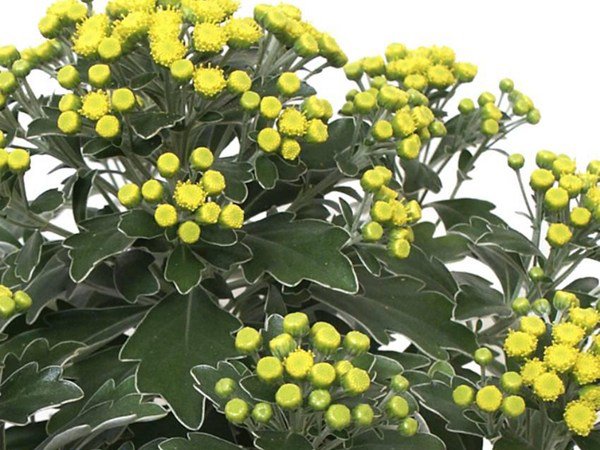 Ajania
Foto: Blomsterlandet.