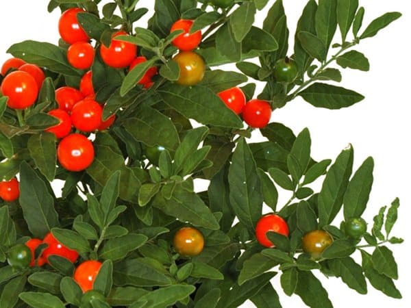 Ajania
Foto: Blomsterlandet.