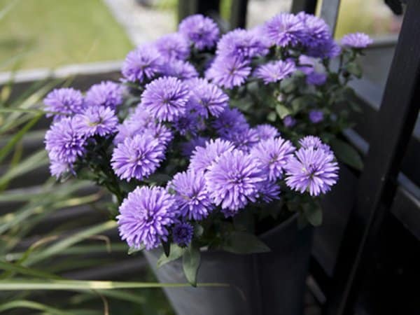 Ajania
Foto: Blomsterlandet.