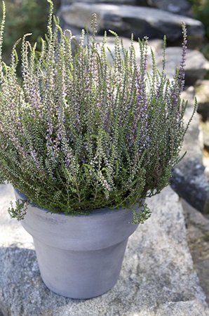 Ajania
Foto: Blomsterlandet.