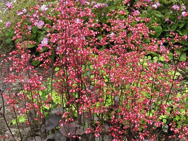 Ajania
Foto: Blomsterlandet.