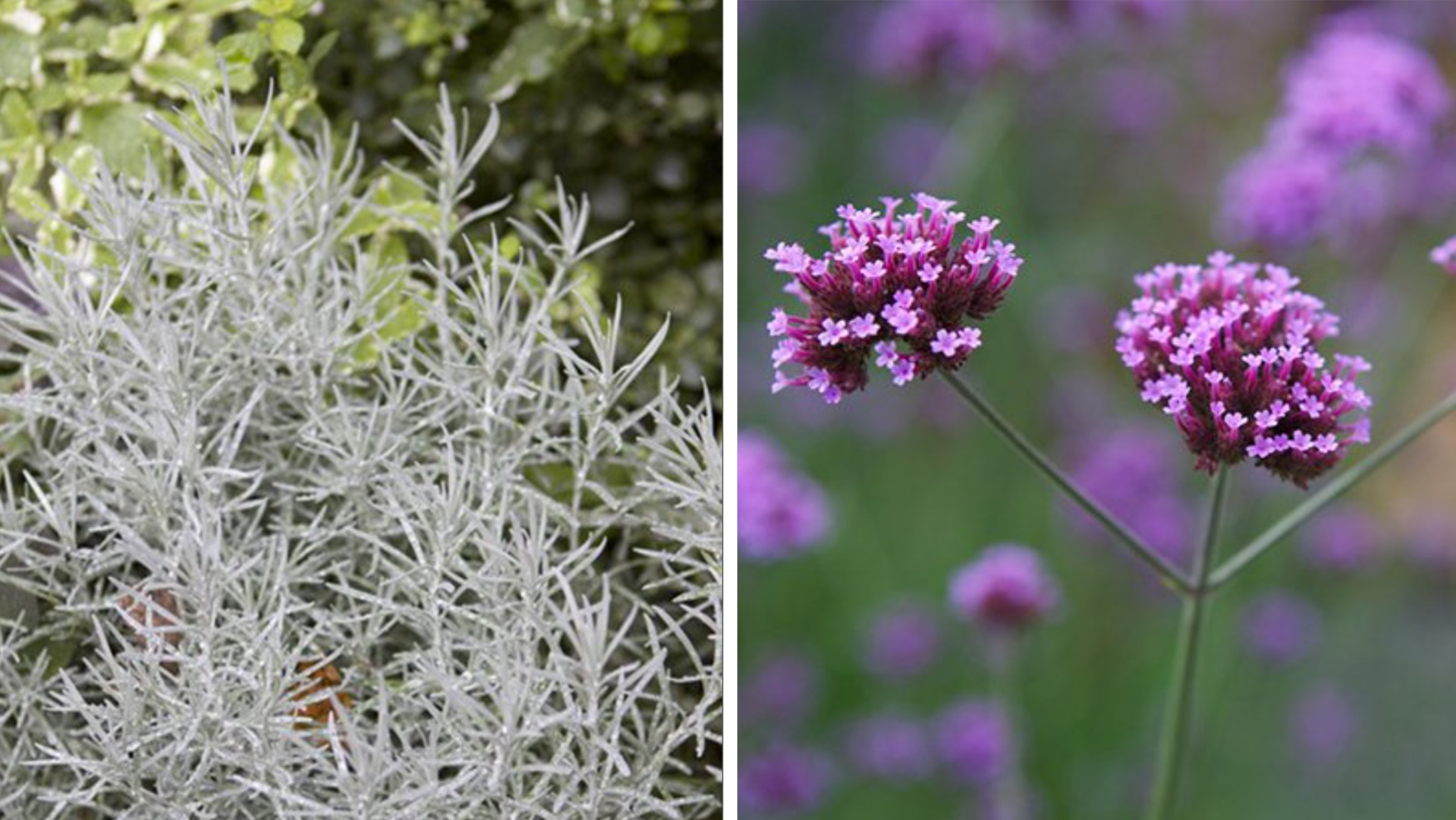 Lägre temperaturer och högre luftfuktighet får dessa blommor att trivas ypperligt under sensommaren. De tål sol, värme, regn och torka och håller sig snygga en bra bit in på hösten. Faktiskt fram tills frosten kommer!