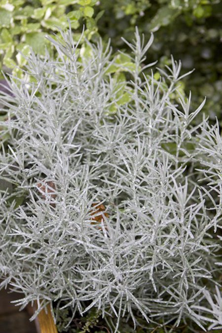 Ajania
Foto: Blomsterlandet.