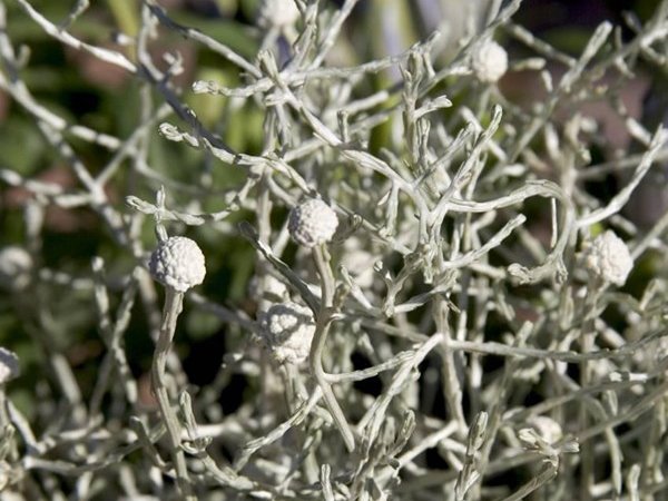 Ajania
Foto: Blomsterlandet.