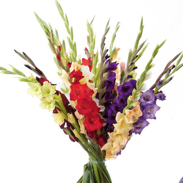 Ajania
Foto: Blomsterlandet.