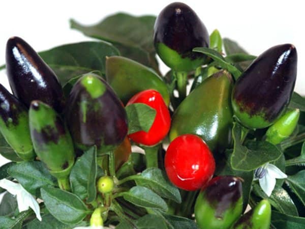 Ajania
Foto: Blomsterlandet.