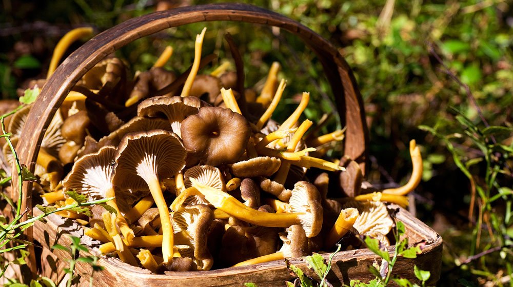 Nu är det hög tid att bege sig ut i skogen och plocka svamp. Vi i Villas trädgårdsexpert Susanna Rosén ger sina bästa tips kring att förvara och tillaga svamp.