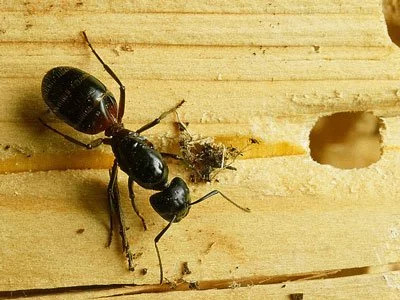 Läskiga djur som kan bo i ditt hus - Vi i Villa