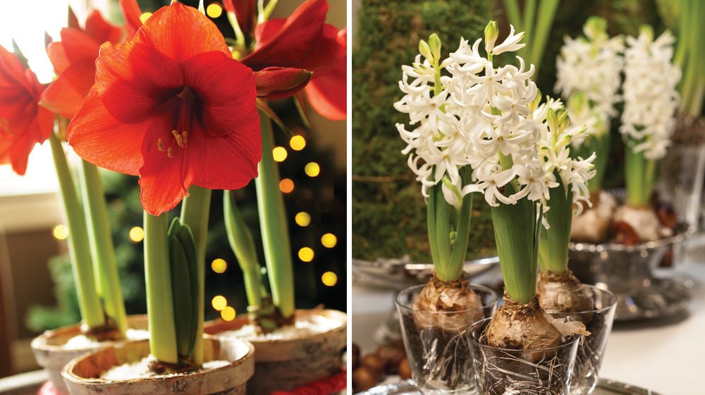 Undrar du hur du tajmar att amaryllis, hyacinter och andra julblommor slår ut och håller sig fina ända fram till juldagarna? Trädgårdsmästaren Victoria Skoglund ger sina bästa knep!