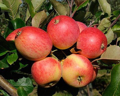 Fyra nya äppelsorter – så planterar du dem - Vi i Villa