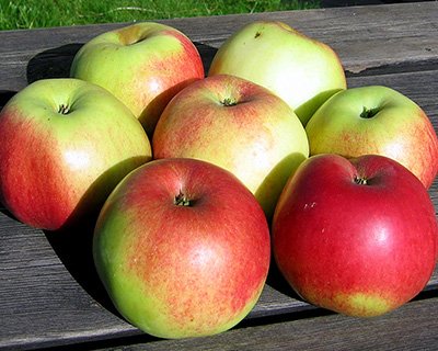 Fyra nya äppelsorter – så planterar du dem - Vi i Villa