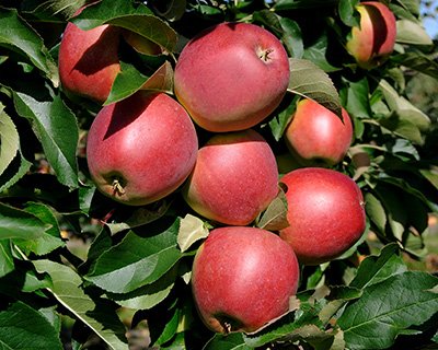 Fyra nya äppelsorter – så planterar du dem - Vi i Villa