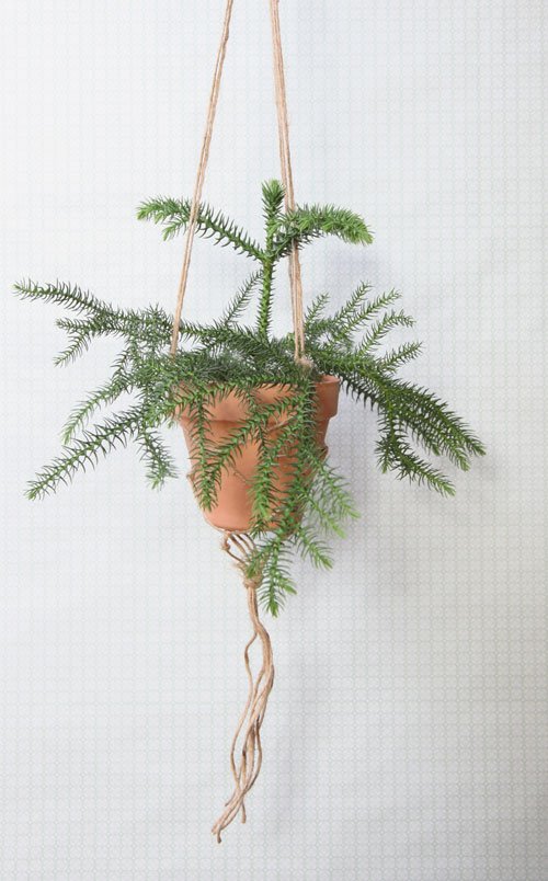 Klart!
Källa: Blomsterlandet