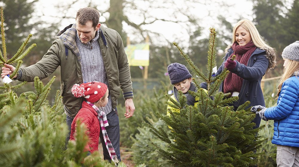 5 steg till grannare gran. Bästa tipset  – ge granen rikligt med vatten så barrar den mindre.