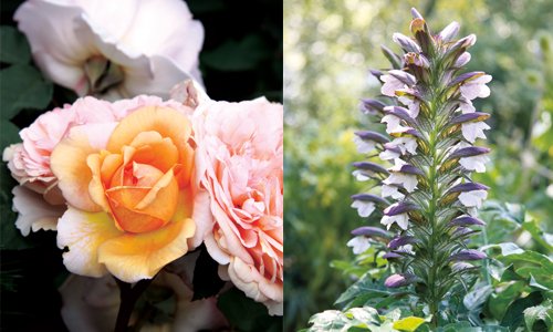 Vackra blommor i rabatten – zon för zon - Vi i Villa