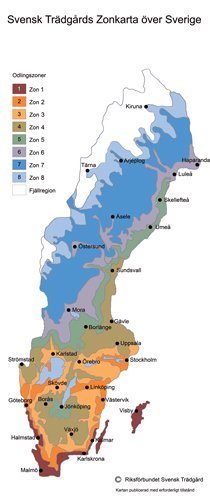 Vackra blommor i rabatten – zon för zon - Vi i Villa