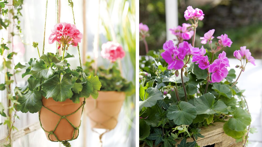 Gammal som ung, alla älskar vi färgglada pelargoner som är lika vackra i rabatten som i kruka på fönsterbrädan. Här är tipsen som får dig att lyckas med pelargonerna både ute och inne  – och listan på olika sorters pelargoner.